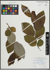 Foto von Salix appendiculata Vill. x Salix caprea L.